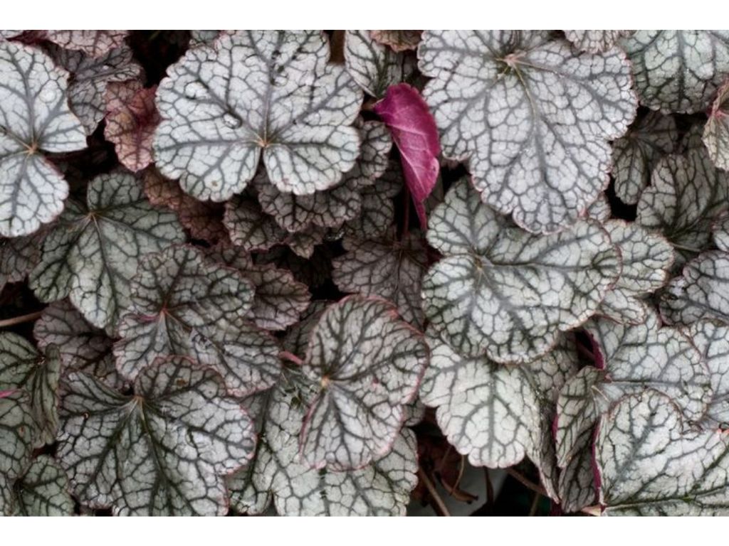 Trvalky Heuchera Sugar Frosting(3)