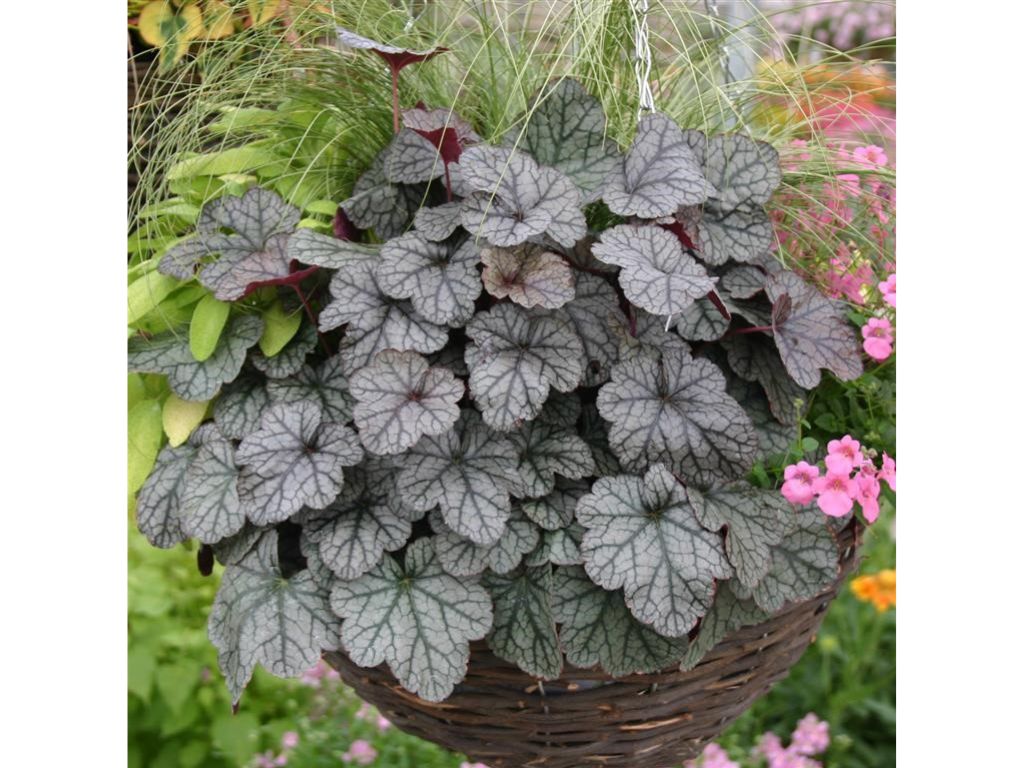 Trvalky Heuchera Sugar Frosting(5)