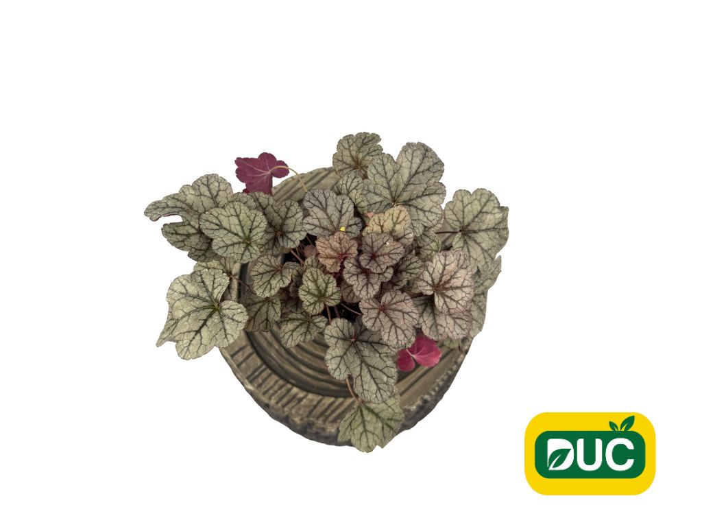 Trvalky Heuchera Sugar Frosting(6)
