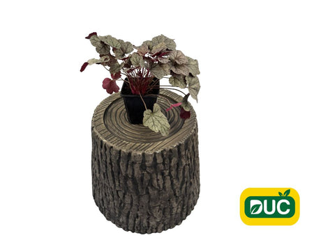 Trvalky Heuchera Sugar Frosting(2)