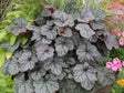 Trvalky Heuchera Sugar Frosting(1)