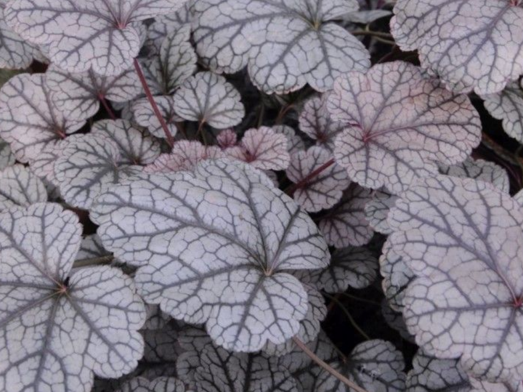 Trvalky Heuchera Sugar Frosting(4)