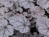 Trvalky Heuchera Sugar Frosting(4)