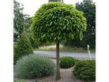 okrasne dreviny ducplant(80)