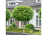 okrasne dreviny ducplant(78)