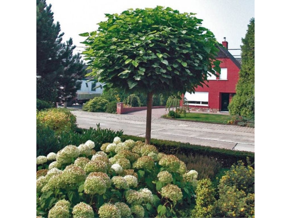 okrasne dreviny ducplant(77)