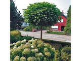 okrasne dreviny ducplant(77)