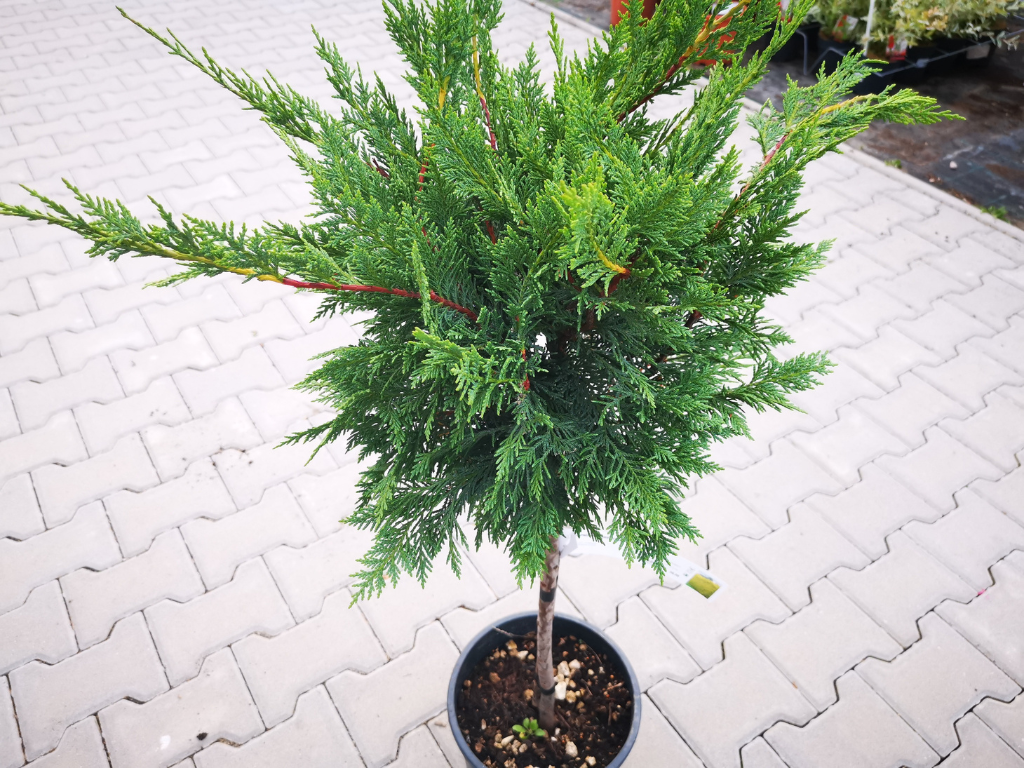 Dreviny na kmienku Cyprusovec leylandský na kmienku 80 90 cm(5)