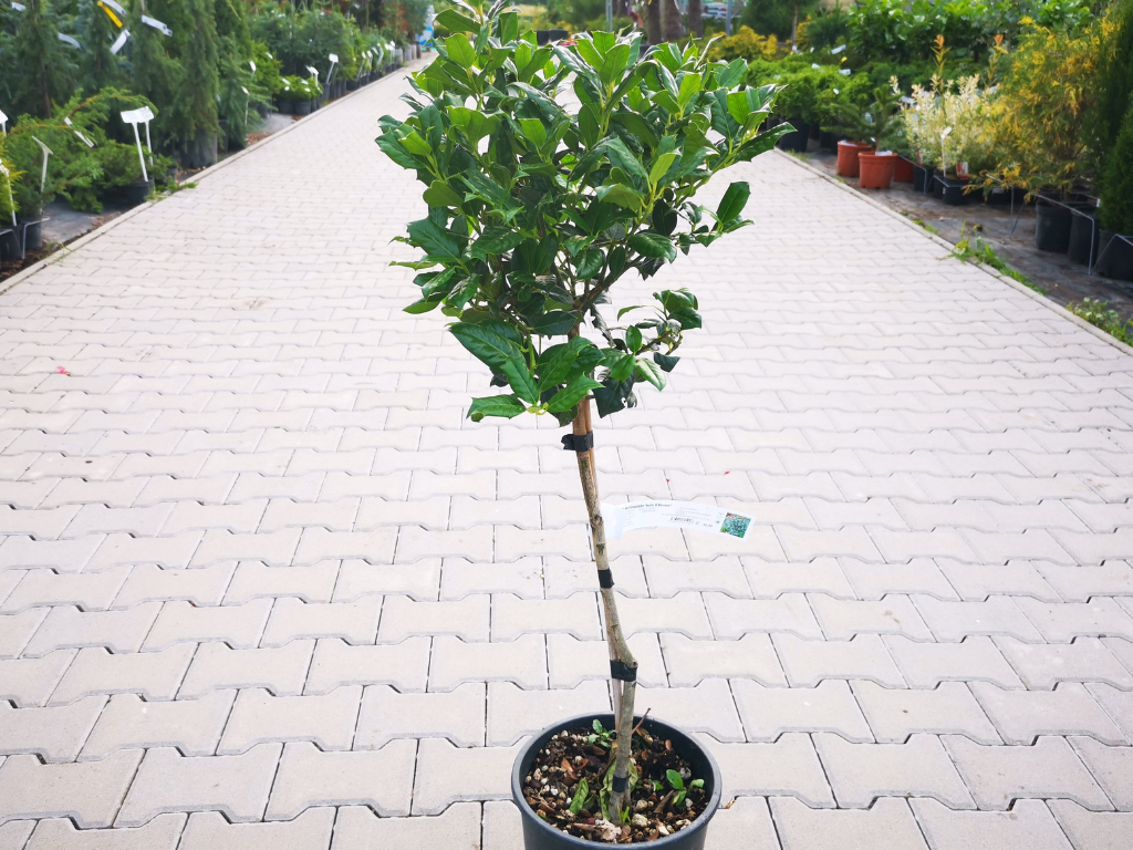 Dreviny na kmienku Cezmína obecná mutchagara NELLIE R. STEVENS na kmienku 70 90 cm(6)