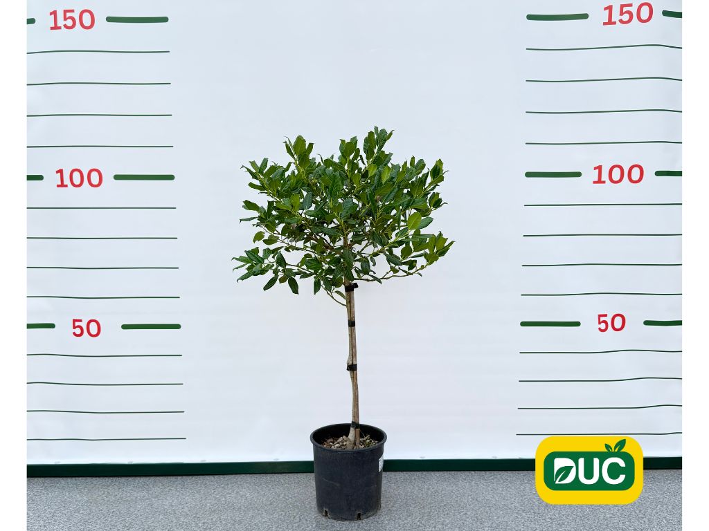 Dreviny na kmienku Cezmína obecná mutchagara NELLIE R. STEVENS na kmienku 70 90 cm(2)