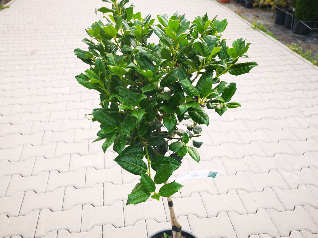 Dreviny na kmienku Cezmína obecná mutchagara NELLIE R. STEVENS na kmienku 70 90 cm(7)