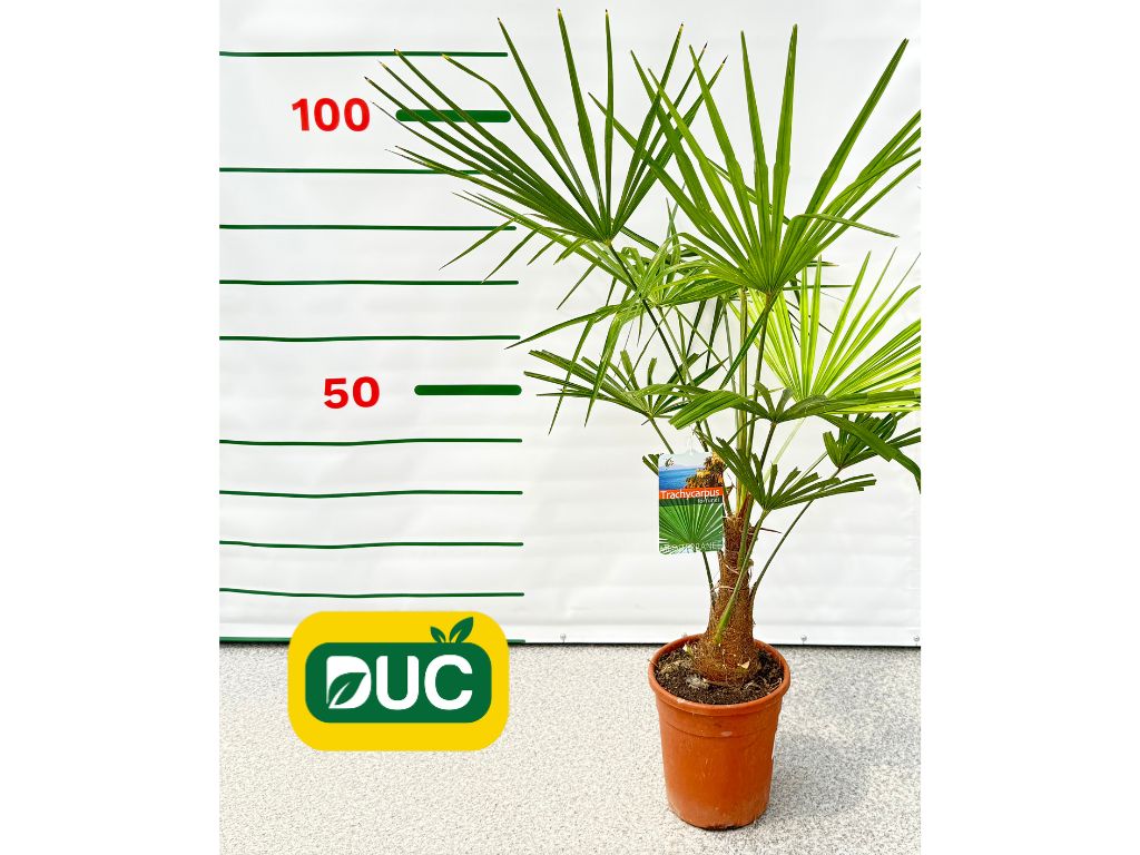 Palmy Trachycarpus fortunei 60 90 cm(2)