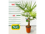 Palmy Trachycarpus fortunei 60 90 cm(2)