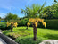 Trachycarpus