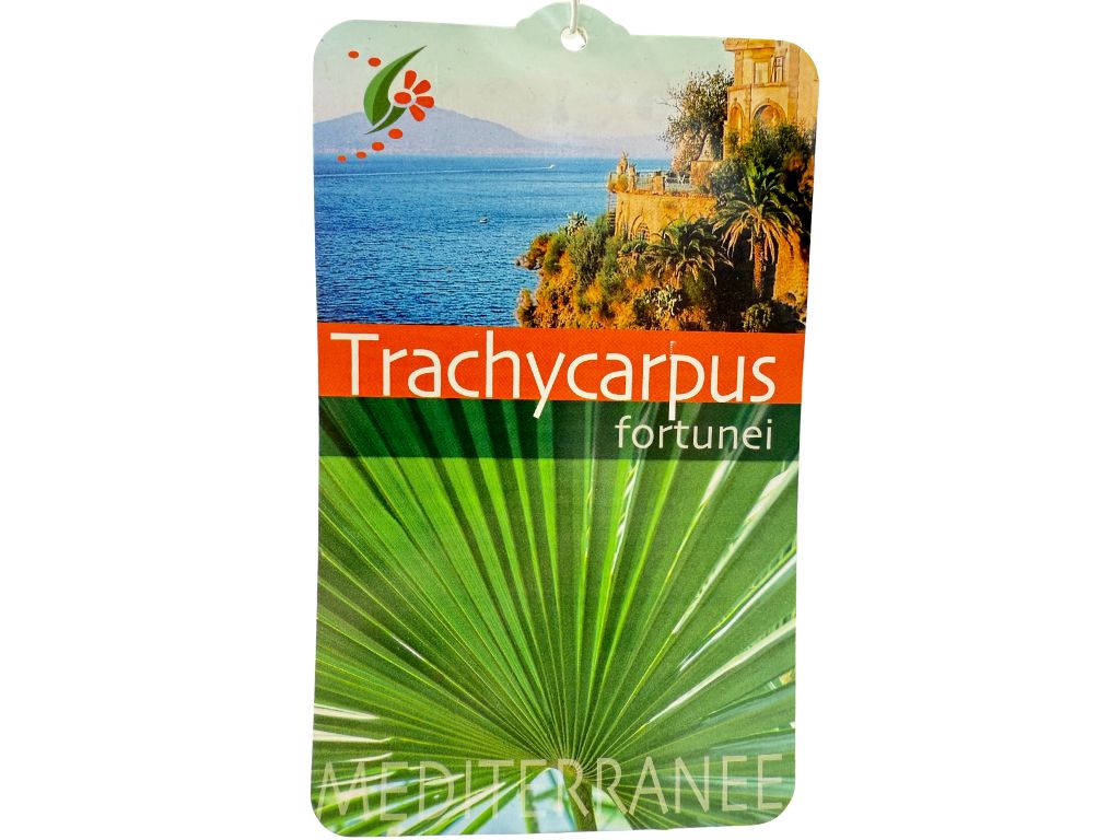 Palmy Trachycarpus fortunei 60 90 cm(6)