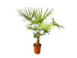 Palmy Trachycarpus fortunei 60 90 cm(3)