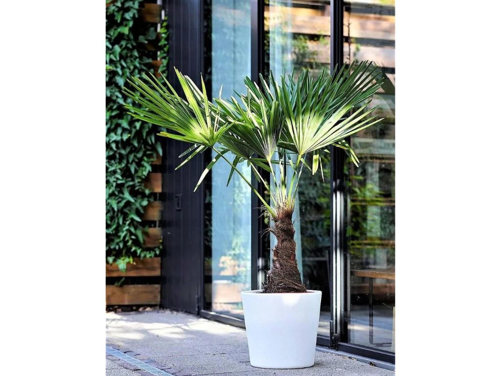 Palmy Trachycarpus fortunei 60 90 cm(11)
