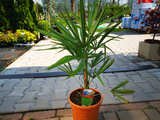 Palmy Trachycarpus fortunei 60 90 cm(4)