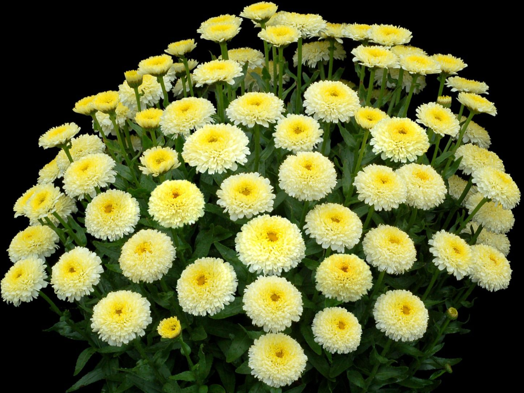 luna11
