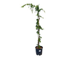 Okrasné stromy Céder himalájsky PENDULA 150 200 cm rozvetvený(4)