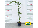 Okrasné stromy Céder himalájsky PENDULA 150 200 cm rozvetvený(2)