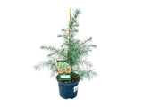Okrasné stromy Céder himalájsky 50 60 cm(3)