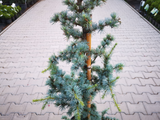 Okrasné stromy Céder atlantský GLAUCA 150 170 cm rozvetvený(5)