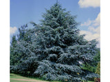 Okrasné stromy Céder atlantský GLAUCA 150 170 cm rozvetvený(7)