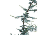 Okrasné stromy Céder atlantský GLAUCA 150 170 cm rozvetvený(4)