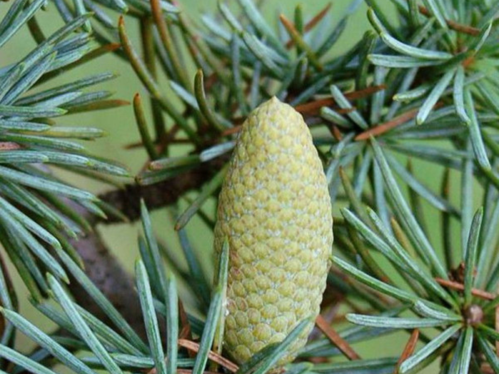 Okrasné stromy Céder atlantský GLAUCA 150 170 cm rozvetvený(9)