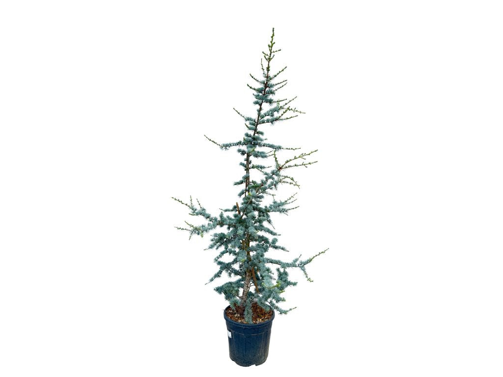 Okrasné stromy Céder atlantský GLAUCA 150 170 cm rozvetvený(10)