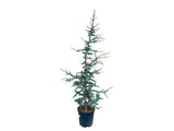 Okrasné stromy Céder atlantský GLAUCA 150 170 cm rozvetvený(10)