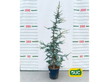 Okrasné stromy Céder atlantský GLAUCA 150 170 cm rozvetvený