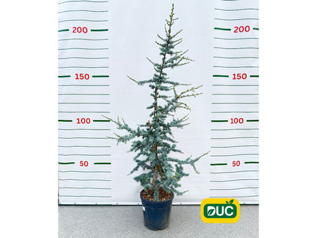 Okrasné stromy Céder atlantský GLAUCA 150 170 cm rozvetvený
