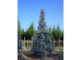 Okrasné stromy Céder atlantský GLAUCA 150 170 cm rozvetvený(3)