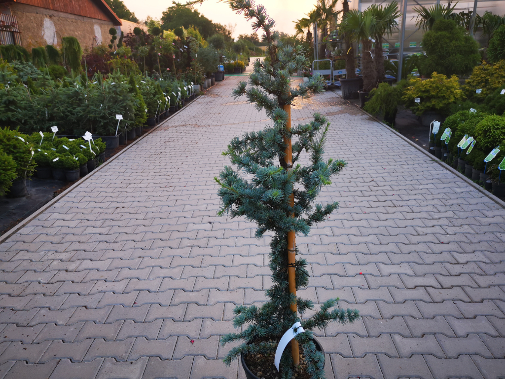 Okrasné stromy Céder atlantský GLAUCA 150 170 cm rozvetvený(8)