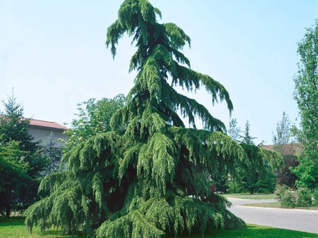 Okrasné stromy Céder himalájsky PENDULA 200 230 cm rozvetvený(1)
