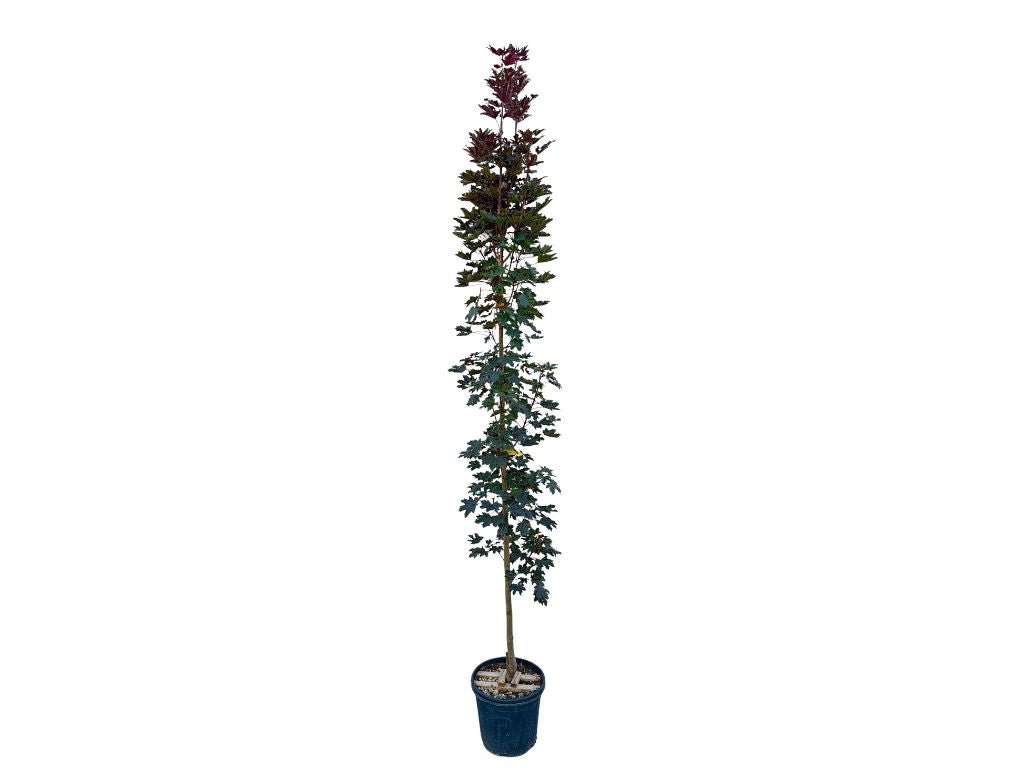 Okrasné stromy Javor mliečny CRIMSON SENTRY 200 250 cm rozvetvený(6)