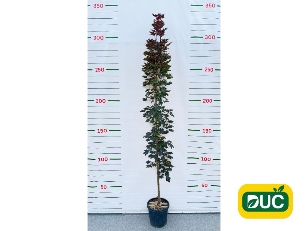 Okrasné stromy Javor mliečny CRIMSON SENTRY 200 250 cm rozvetvený(2)