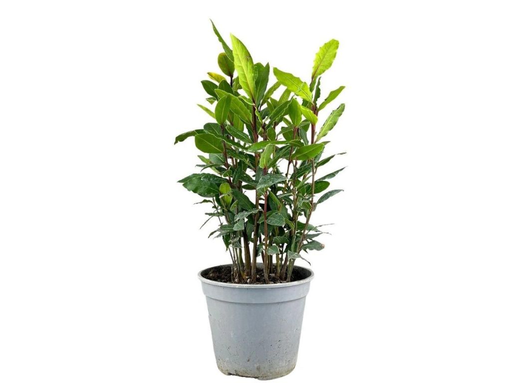 okrasne dreviny ducplant(143)
