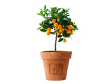 okrasne dreviny ducplant(105)
