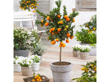 okrasne dreviny ducplant(104)