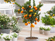 okrasne dreviny ducplant(103)