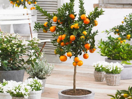 okrasne dreviny ducplant(103)