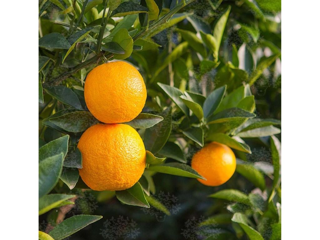 okrasne dreviny ducplant(106)
