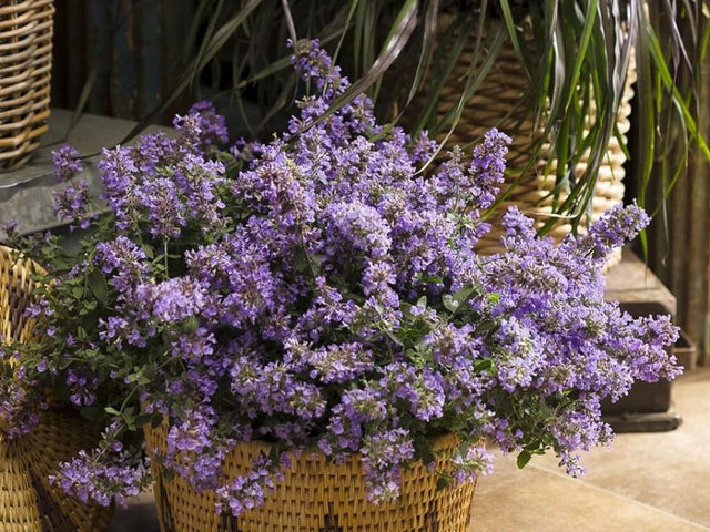 Dizajn bez názvu(608)