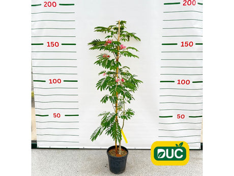 Okrasné kry Albízia Julibrissin OMBRELLA BOUBRI 100 120 cm