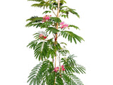 Okrasné kry Albízia Julibrissin OMBRELLA BOUBRI 100 120 cm(3)
