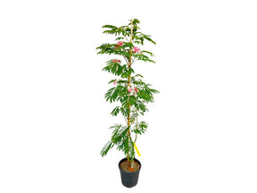 Okrasné kry Albízia Julibrissin OMBRELLA BOUBRI 100 120 cm(13)