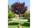 Okrasná slivka Pissardii na 170-180cm kmienku, výška 200-250cm, obv. km. 5-6cm, kont. 15 l